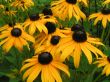 Rudbeckia fulgida (rudbekia błyskotliwa ) żółty, VII-IX