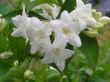 Weigela florida (wajgela, krzewuszka cudowna ) - biała 