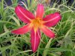 Hemerocallis flava(liliowiec różowy)  z jasnym paskiem ,wys. ok 50 cm , VI-VIII