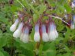 Symphytum grandiflorum  (żywokost wielkokwiatowy ), kremowy