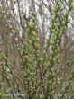 Salix arenaria (wierzba piaskowa) 