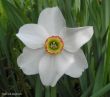 Narcisus poeticus- narcyz biały-wonny) - mocno pachnący