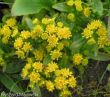 Solidago ( nawłoć niska ) żółty, VI-VII