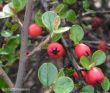 Cotoneaster horizontalis (irga pozioma)