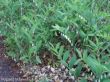 Polygonatum odoratum (kokoryczka wonna) biały, V-VI