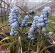 Muscari azureum (szafirek błękitny) jasnoniebieski, IV-V