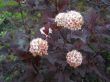 Physocarpus opulifolius -pęcherznica liście ciemno bordowe