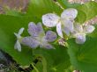 Viola sororia (fiołek motylkowaty - marmurkowy)  IV-V