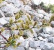 Salix repens (wierzba płożąca ) niska