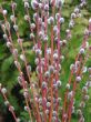 Salix daphnoides (wierzba wawrzynkowa), roślina miododajna