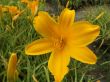 Hemerocallis (liliowiec ) czysto pomarańczowy, średni kwiat ,wys ok 60 cm, VII