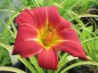 Hemerocallis (liliowiec) czerwony, podwinięty , wys ok 40 cm, VII