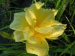 Hemerocallis (liliowiec)żółty,pełny ,wys ok 80 cm, VII