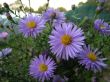 Aster dumosus (aster krzaczastyi) wysoki - niebieski, IX-X
