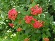 Viburnum lantana (kalina hordowina) 