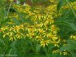 Senecio Fuchsi ( starzec Fuscha ) żółty, miododajna, VII-IX 