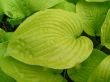 Hosta (Funkia ogrodowa) - liście duże, zółtawozielone, VII-VIII