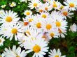 Chrysanthemum (chryzantema jasny róż) IX-X