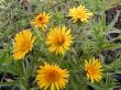 Inula ensifolia  (Oman wąskolistny) żółty, VII-VIII