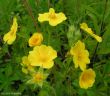 Potentilla recta (pięciornik wyprostowany) żółty, VI-IX