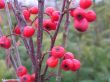Cotoneaster  dielsianus (irga Dielsa) 