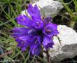 Edraianthus graminifolius (dzwonczyn trawolistny) 