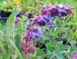 Salvia verticilatta (szałwia okręgowa) fioletowy, VI-VIII
