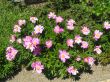 Paeonia  ( piwonia chińska) - uwaga ! kolory są  wymieszane