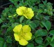 Potentilla cuneata (pięciornik klonolistny) żółty, VI-VIII