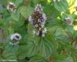 Mentha (mięta pomarańczowa), fioletowy, VIII
