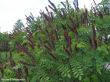 Amorpha fruticosa (amorfa krzewiasta-indygowiec)- roślina miododajna.