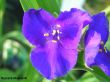 Tradescantia andersoniana (trzykrotka Andersona) granatowai, VI-IX