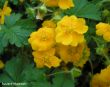 Potentilla crantzii ( pięciornik alpejski- Crantzii ) żółty, IV-VIII
