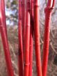 Cornus alba ( dereń biały) - czerwone pędy zimą 