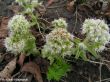Petasites albus (lepiężnik biały) biały, III-V