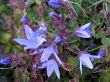 Campanula poscharskyana (dzwonek Poszarskiego) niebieski, VI-IX