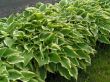 Hosta fortunei (funkia Fortunea ) - liście zielone z kremową obwódką, VII-VIII