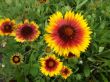 Gaillardia aristata ( gailardia oścista) MIX żółty, czerwony VII-IX