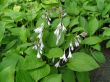 Hosta fortunei (funkia Fortunea ) lila,  liście ciemnozielone, sztywne, VI-VIII