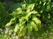 Hosta fortunei (funkia Fortunea )- lila, liście jasnozielone, podłużne, VII-VIII
