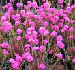 Armeria maritima (zawciąg nadmorski) - liście purpurowe, V-VI