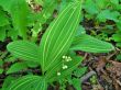 Convallaria wariegata (konwalia pstra) biały, V