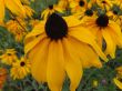 Rudbeckia ( rudbekia olbrzymia ) 