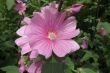 Lavatera  ( malwa drzewiasta) RÓŻOWA