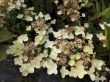 Hydrangea ( hortensja bukietowa) - kremowo-bordowa