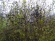 Ligustrum vulgare (liguster pospolity)