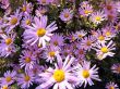 Chrysanthemum rubellum ( chryzantema czerwonawa) różowy, IX-X