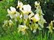 Iris barbata- germanica ( kosaciec niemiecki) bladożółty, VI