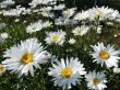 Chrysanthemum (złocień wysoki) biały, VII-VIII