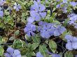 Vinca minor variegata ( barwinek pstry)  niebieski, III-IV